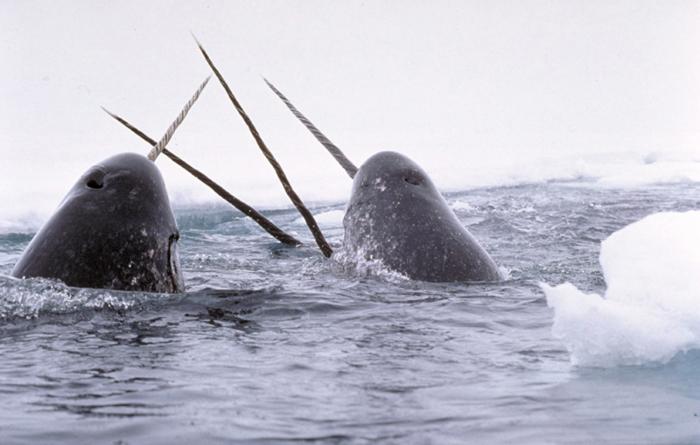 Zwei Narwal Köpfe und zwei Narwal Stosszähne aus dem Wasser ragend.