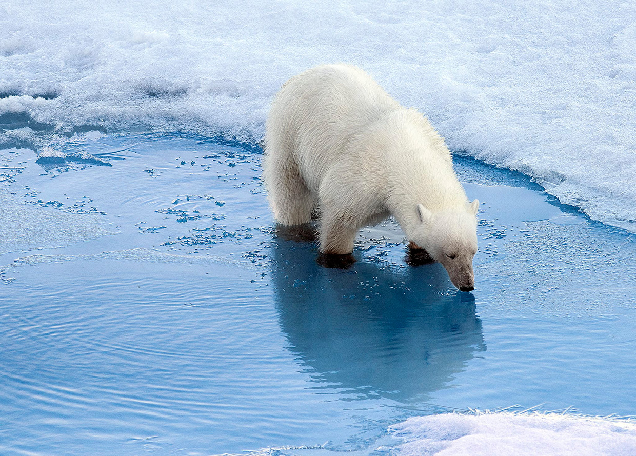 Eisbär im Eiswasser
