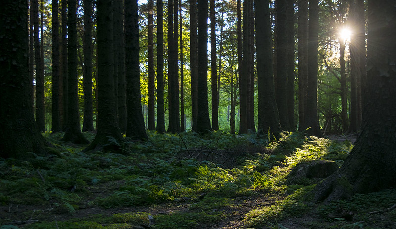 Sunlight shines through the forest