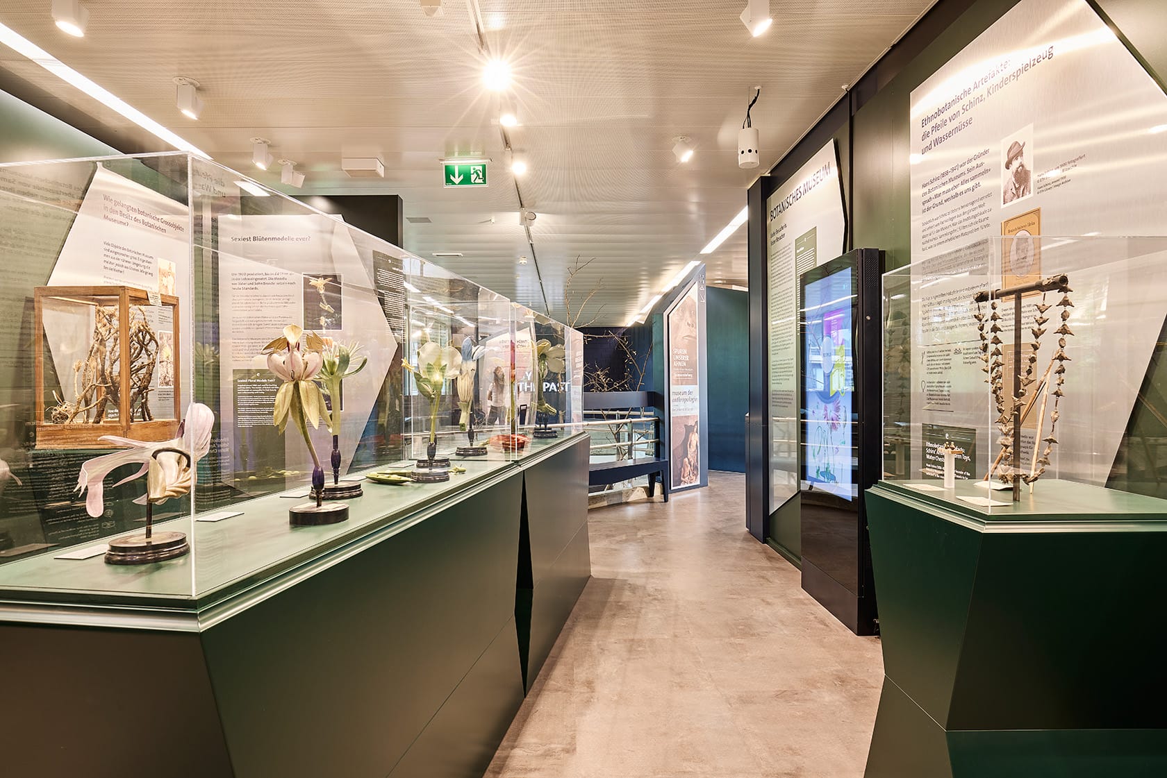 Ausschnitt Ausstellung Botanisches Museum