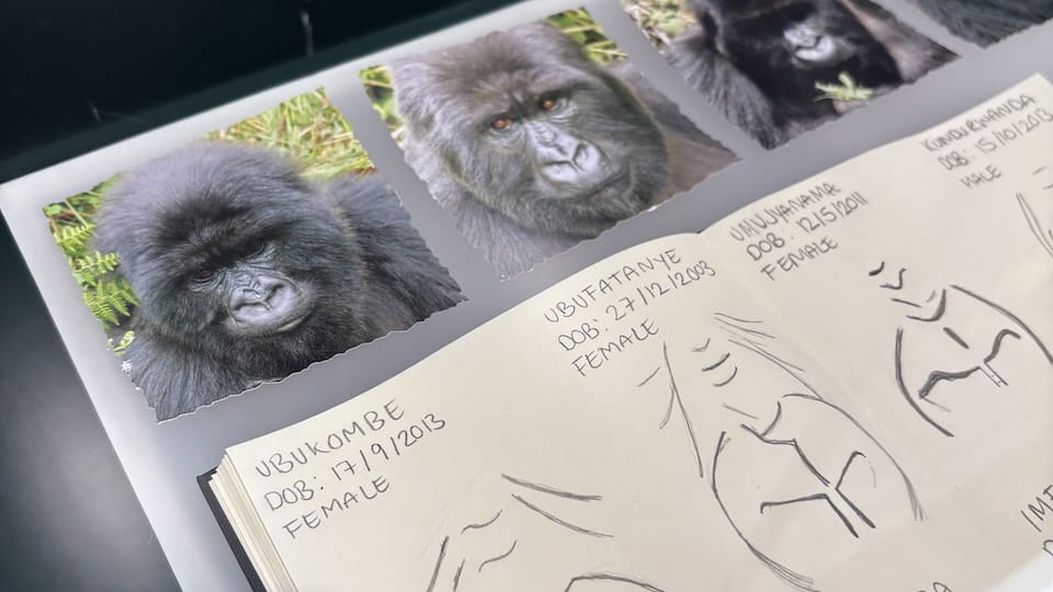 Porträtfoto von Gorillas, und darunter die jeweilige Skizze ihrer Nase