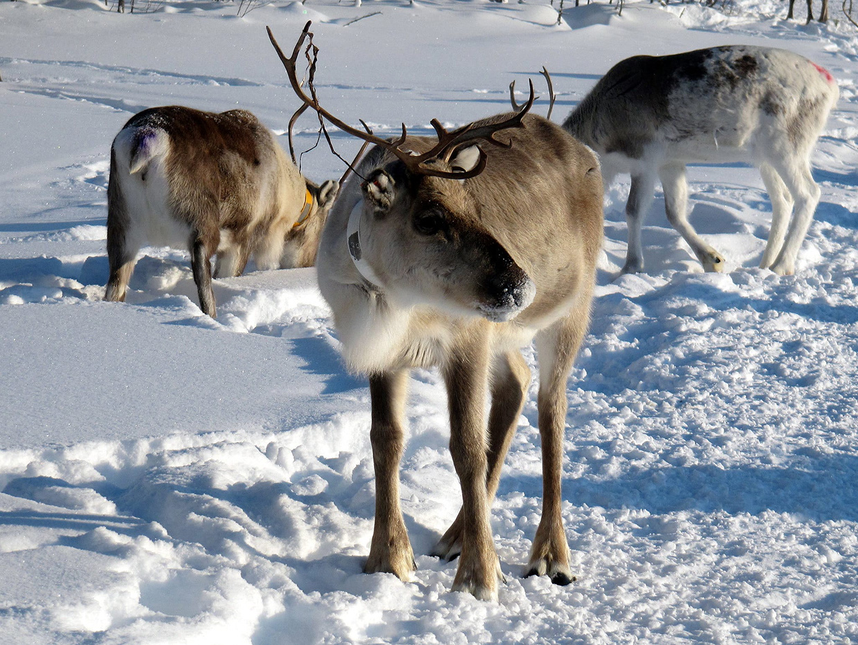 Renntiere im Winter